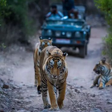 A tiger on a forest trail in Sonewani Wildlife Sanctuary. Book Sonewani safari for thrilling scenes