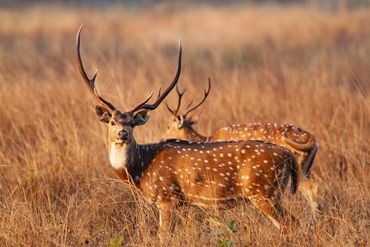 Spotted deer in the serene forests of Sonewani Wildlife Sanctuary. Book Sonewani safari now