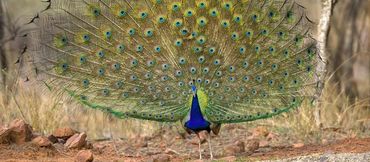 Dancing peacock welcoming guests who Book Sonewani Safari