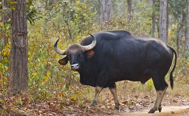 Indian Gaur or Indian Bison roaming Sonewani Wildlife Sanctuary