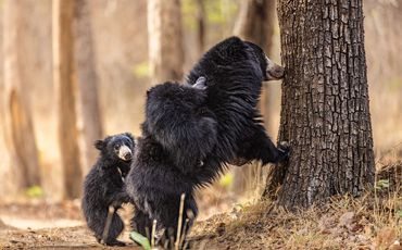 Mother Bear with cubs in joyfull mode in Sonewani Wildlife Safari