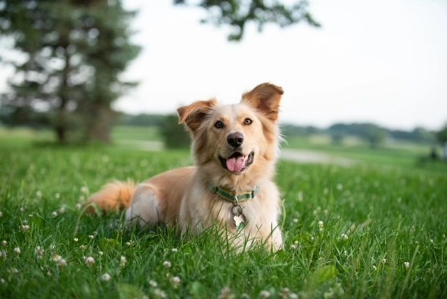 Animal house kennel south lyon 2025