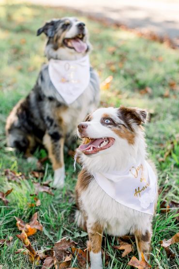 Wedding venue, Eugene, Oregon, Whitewater Weddings, Forest Wedding, Elopement