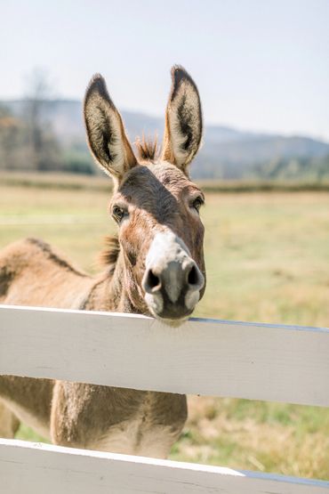 Wedding venue, Eugene, Oregon, Whitewater Weddings, Forest Wedding, Elopement