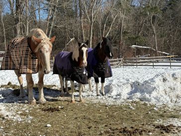 Boss, Ella and Missy