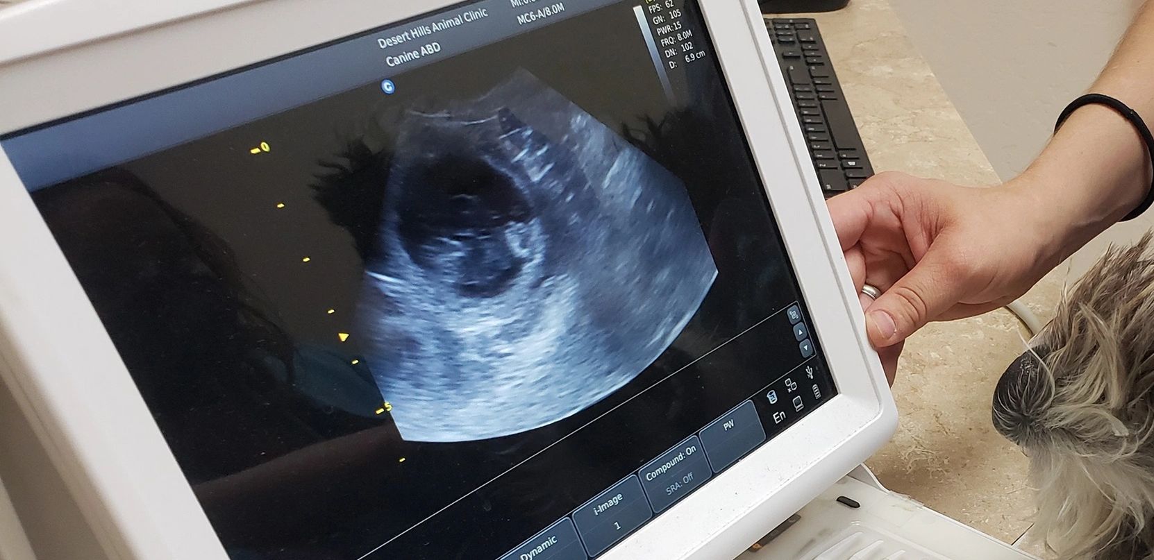 A dog undergoing an ultrasound examination at a veterinary clinic.