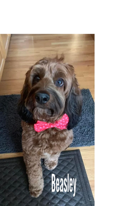 These are some of our babies that have new homes. Thank You all for the pictures