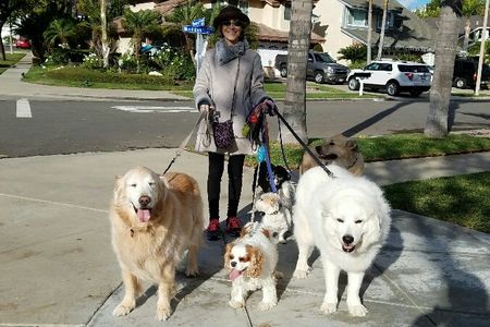 Walking dogs 