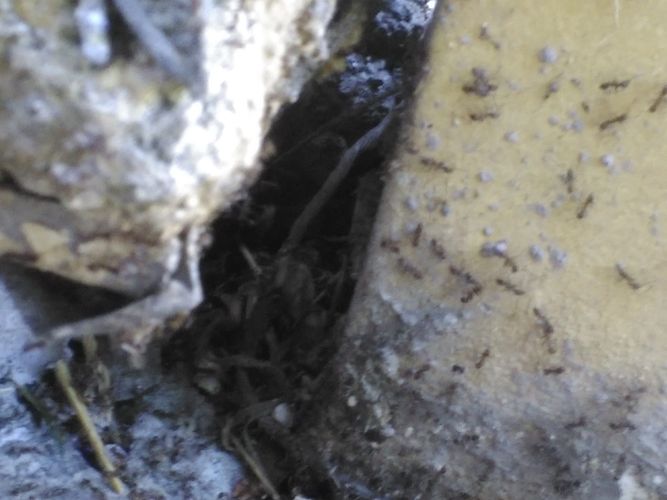 pest ants