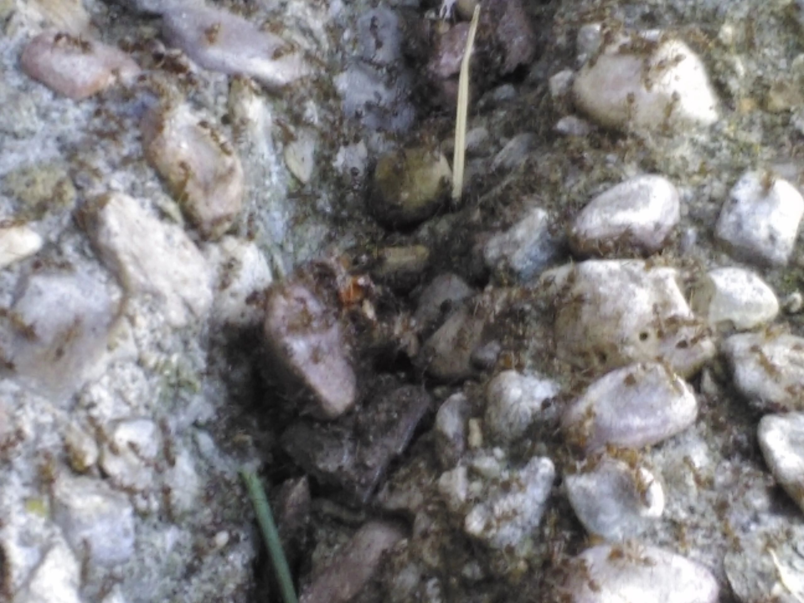 Ants ready to invade.