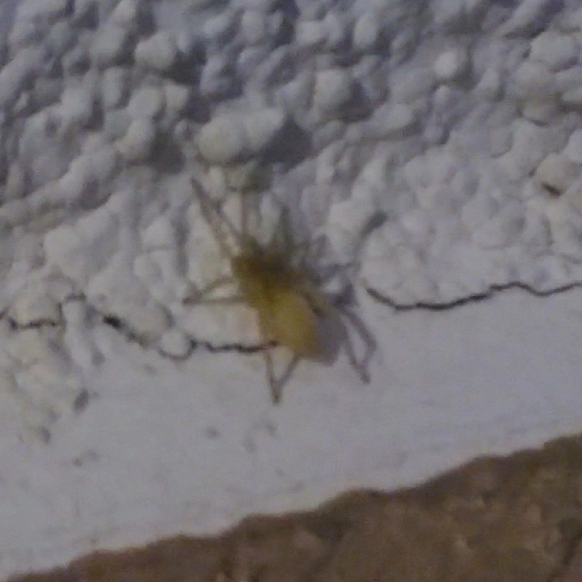 Pest spider on a wall.