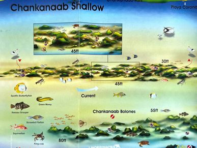Chankanaab Shallow Dive Map