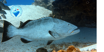 Black grouper (Mycteroperca bonaci)