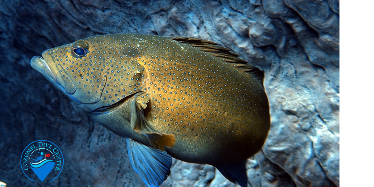 Coney (Cephalopholis fulva)