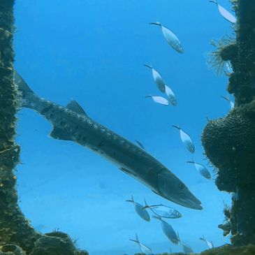 Great Barracuda (Sphyraena barracuda)