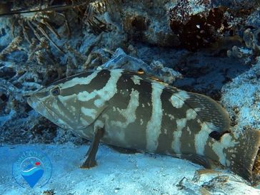 Nassau grouper (Epinephelus striatus)