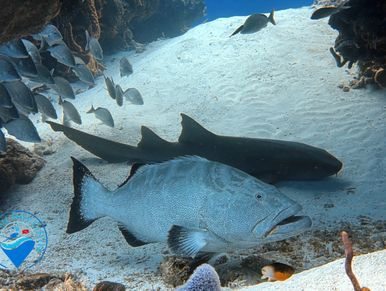 grouper and nurse shark