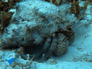 Giant Hermit Crab (Petrochirus diogenes)
