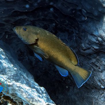 Coney (Cephalopholis fulva)