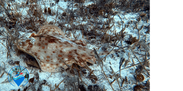 Yellow Stingray (Urobatis jamaicensis)