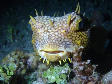 Caribbean Burrfish