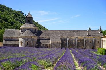 Lavendelfeld in der Provence Urlaub in Südfrankreich