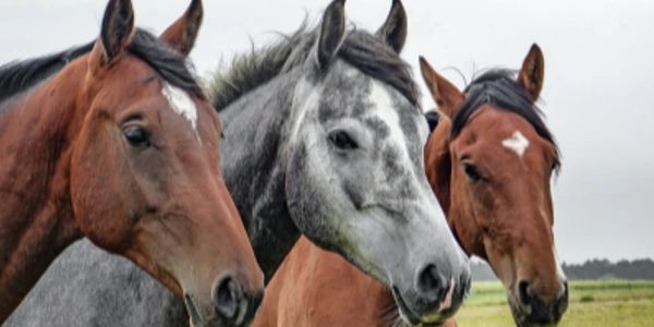 Horses in a natural setting, offering presence, authenticity, and gentle support in therapy.