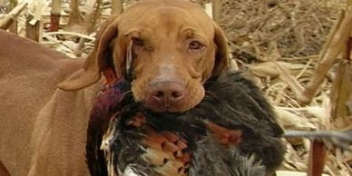The Hunting Vizsla is a Hungrian pointing dog.  A medium sized, well muscled dog with a natural bred