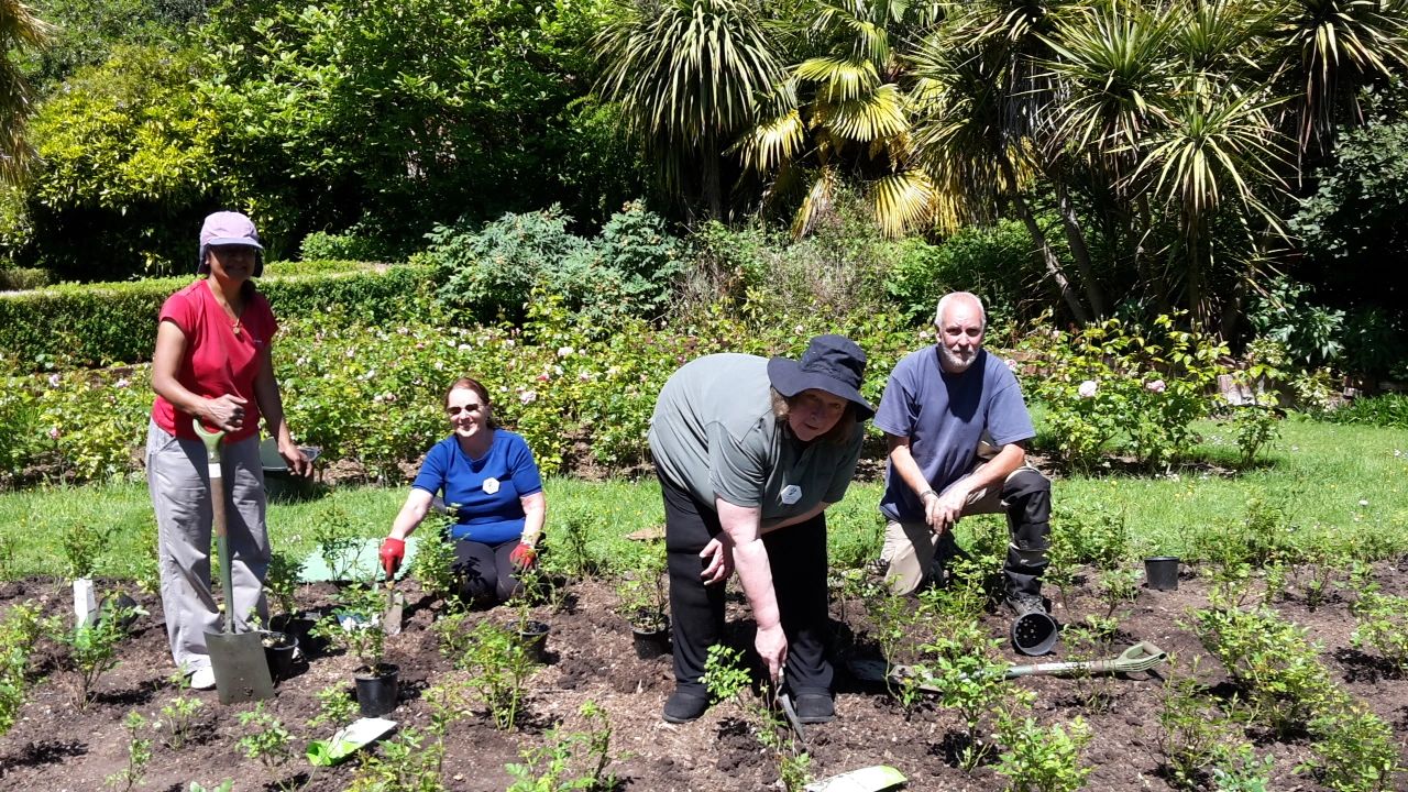 Planting Roses in the Park