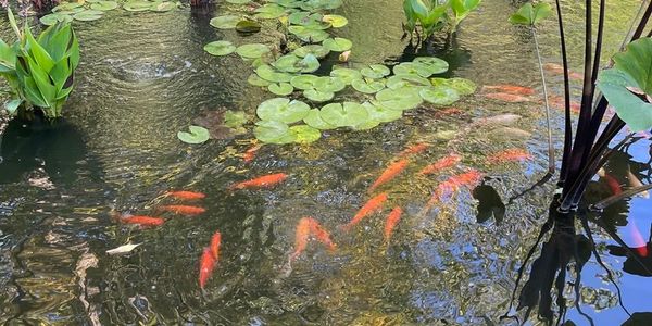 Orange koi fish swimming among green lily pads in a tranquil pond.