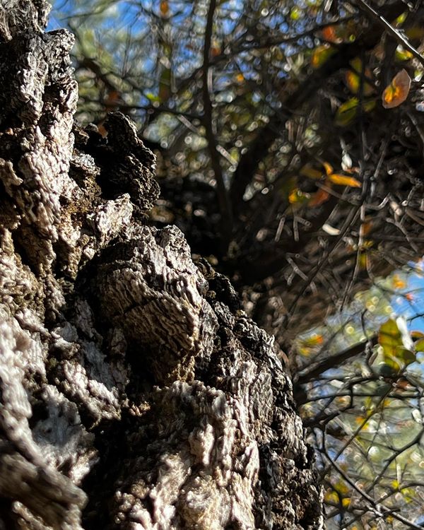 Trauma tree in Ash’s Grove.