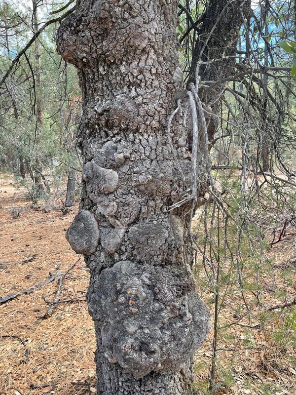Trauma Tree