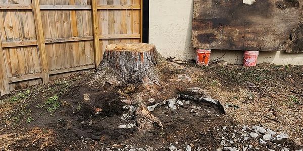 Large stump to be removed from yard.