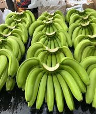 Bunches of fresh green bananas arranged on a wet surface.