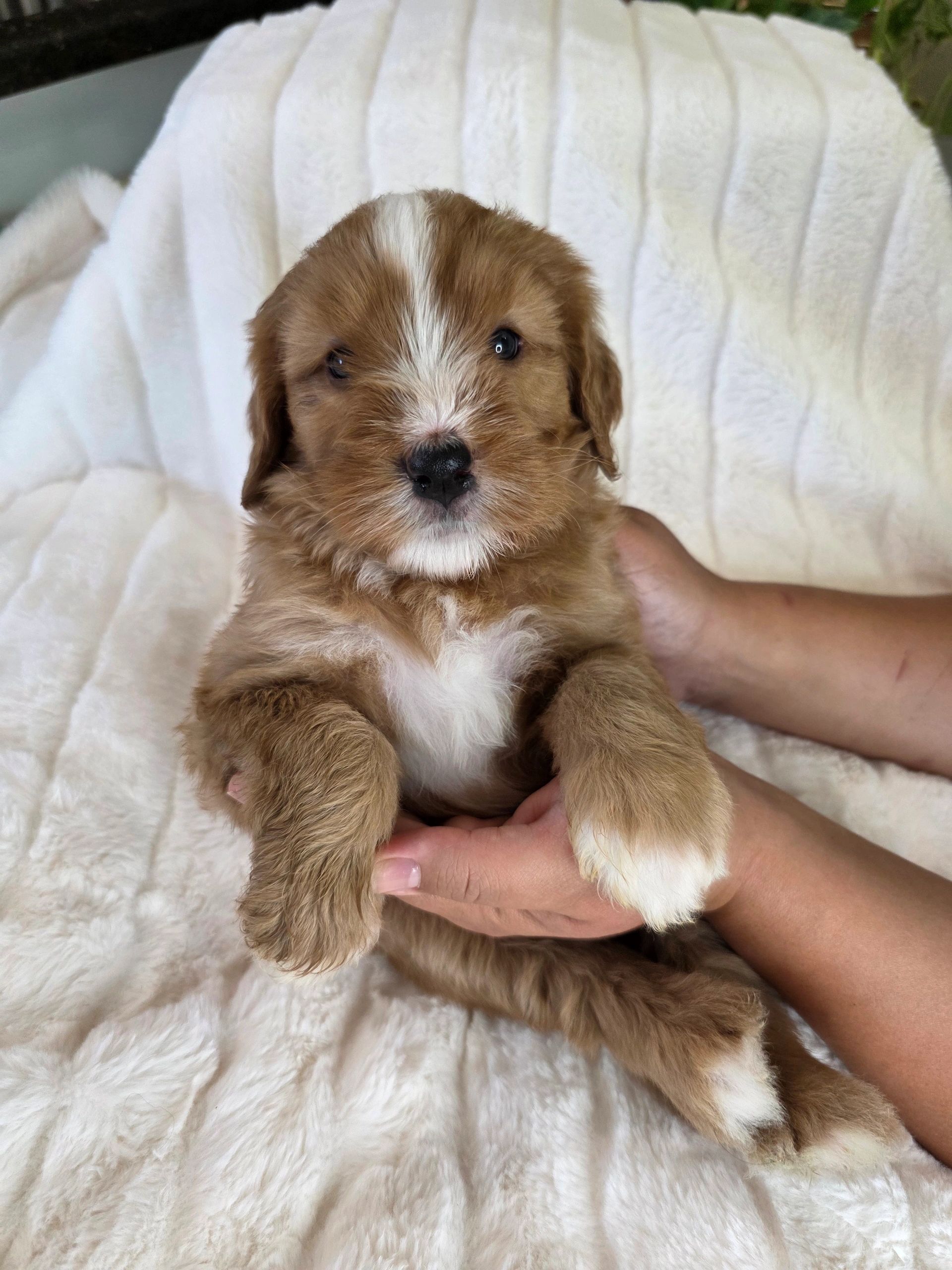 Adorable brown and white puppy being held gently.
