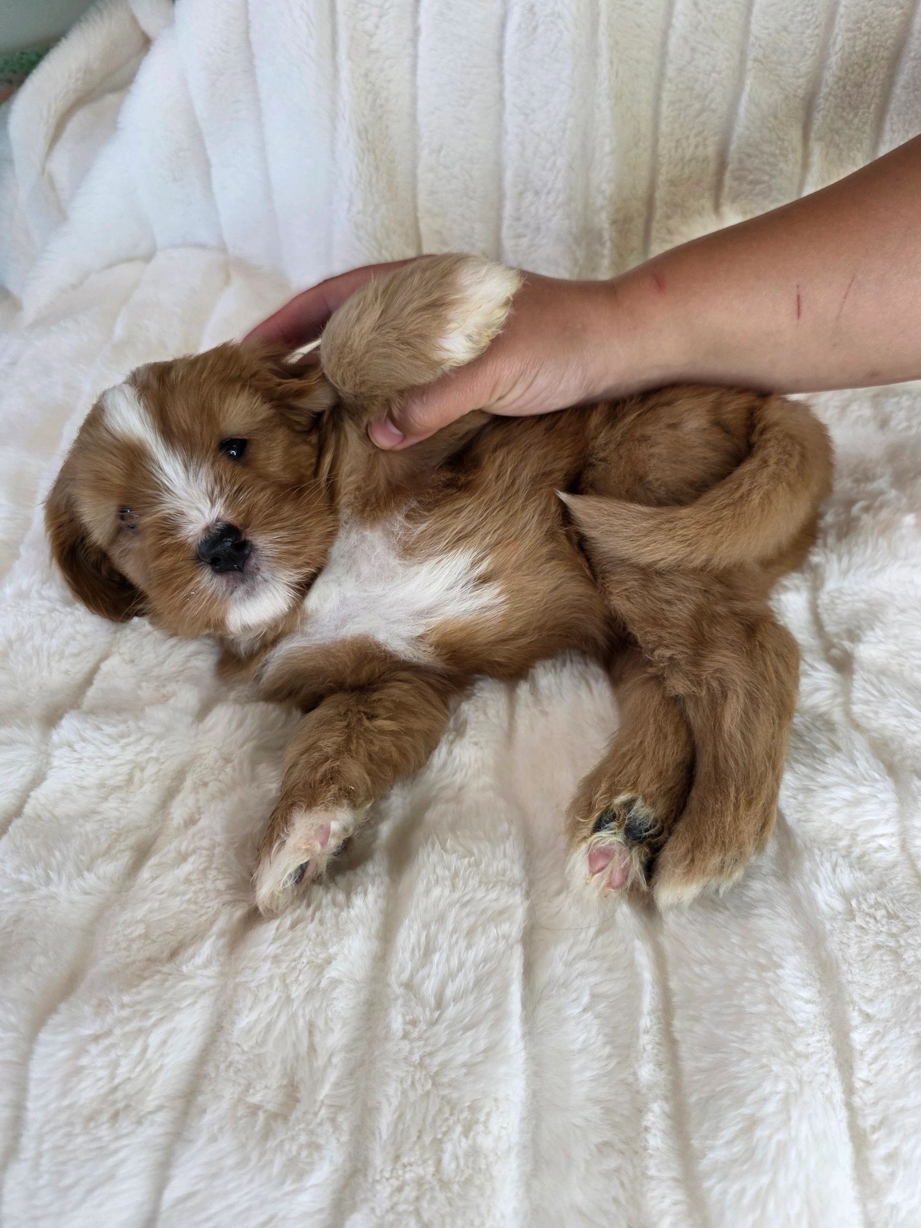 A fluffy brown and white puppy lying on a soft white blanket.