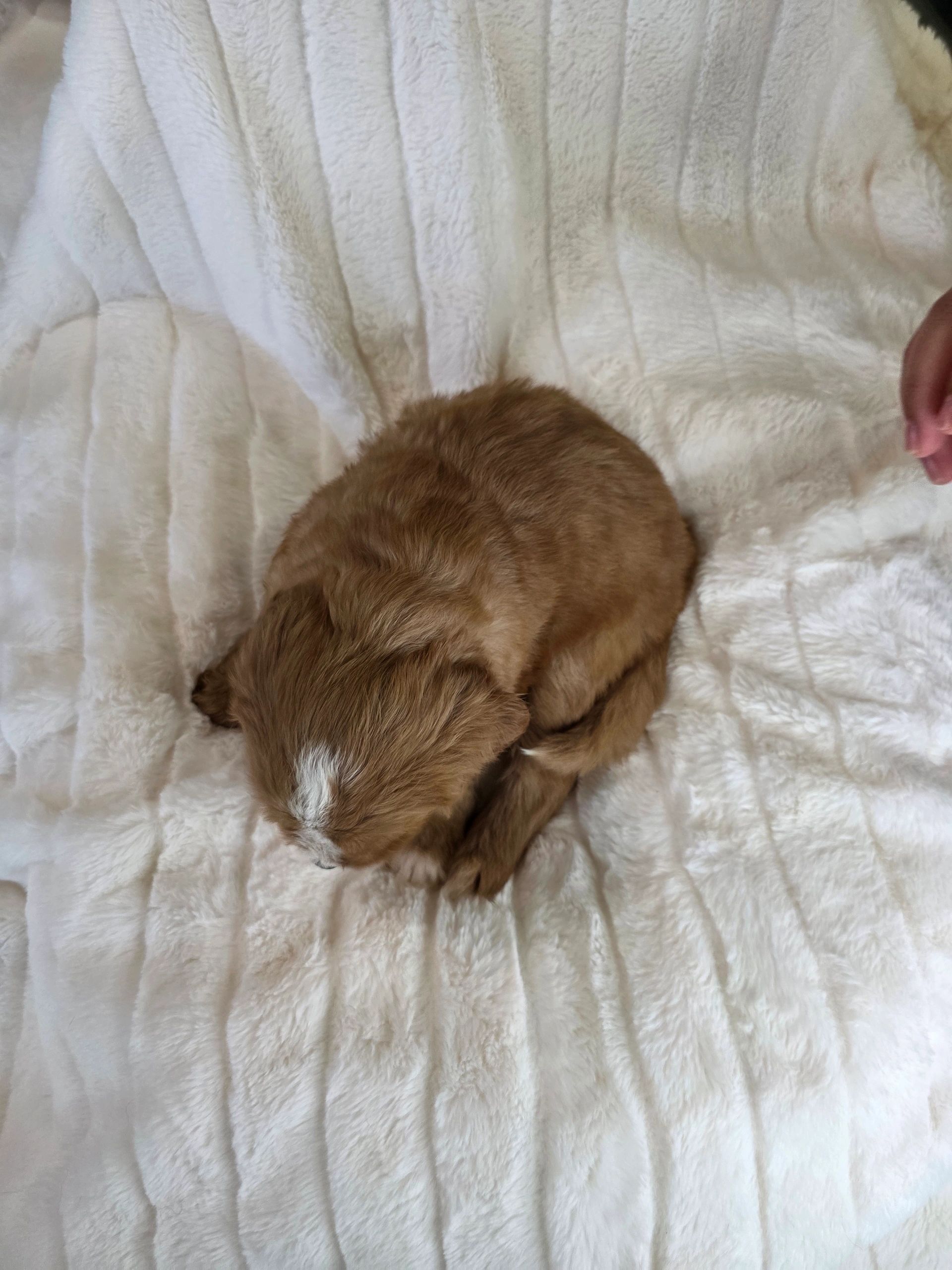 A small brown puppy curled up on a white fuzzy blanket.