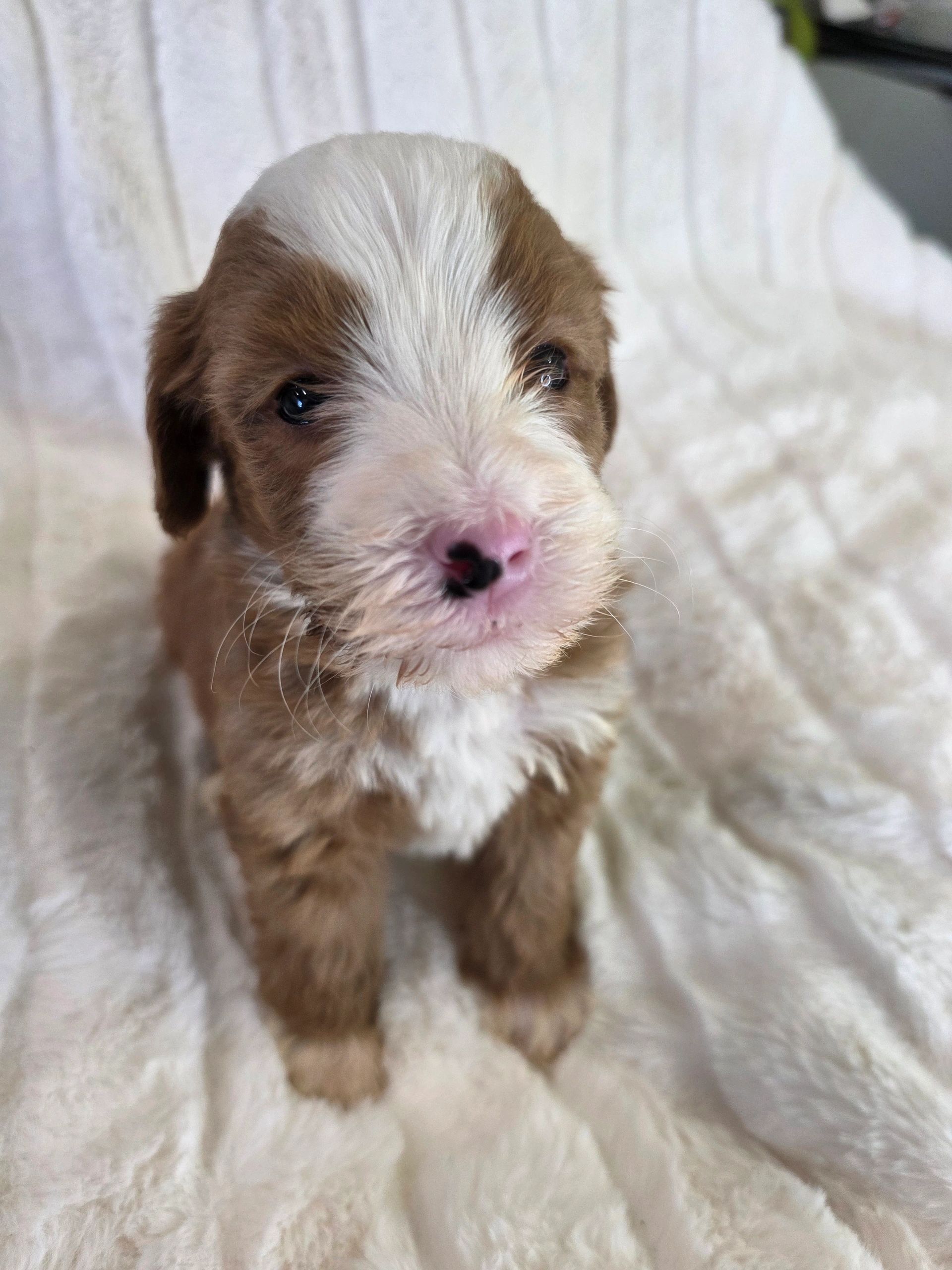 Close-up of a cute brown and white puppy with a pink nose.