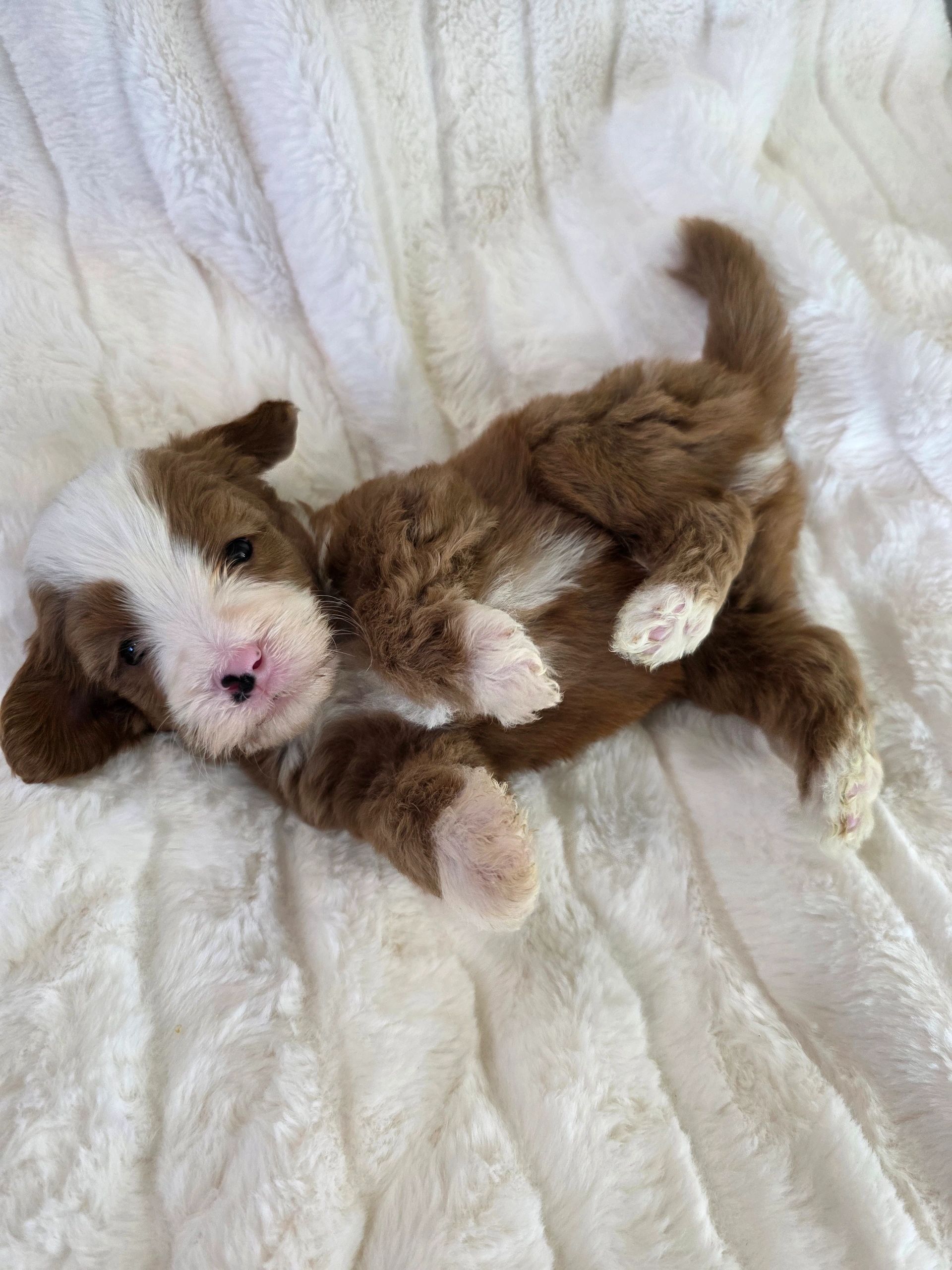 Fluffy brown and white puppy lying on a soft white blanket.