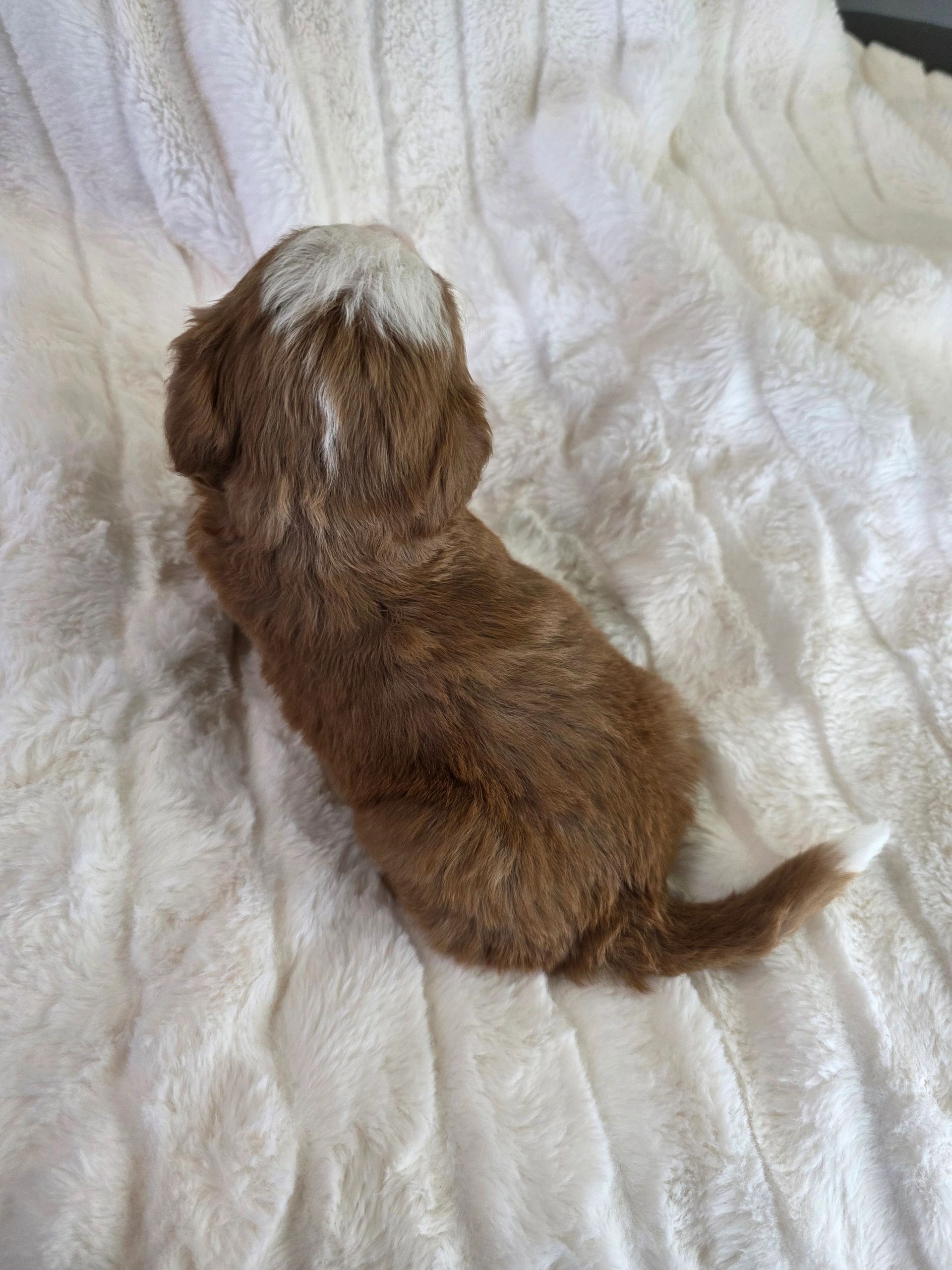 Brown and white puppy sitting on a fluffy white blanket.