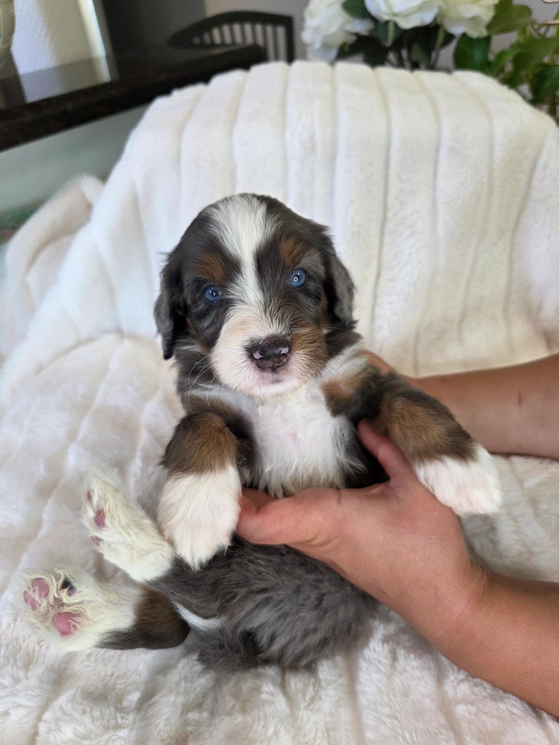 Close-up of a blue-eyed puppy being held gently.