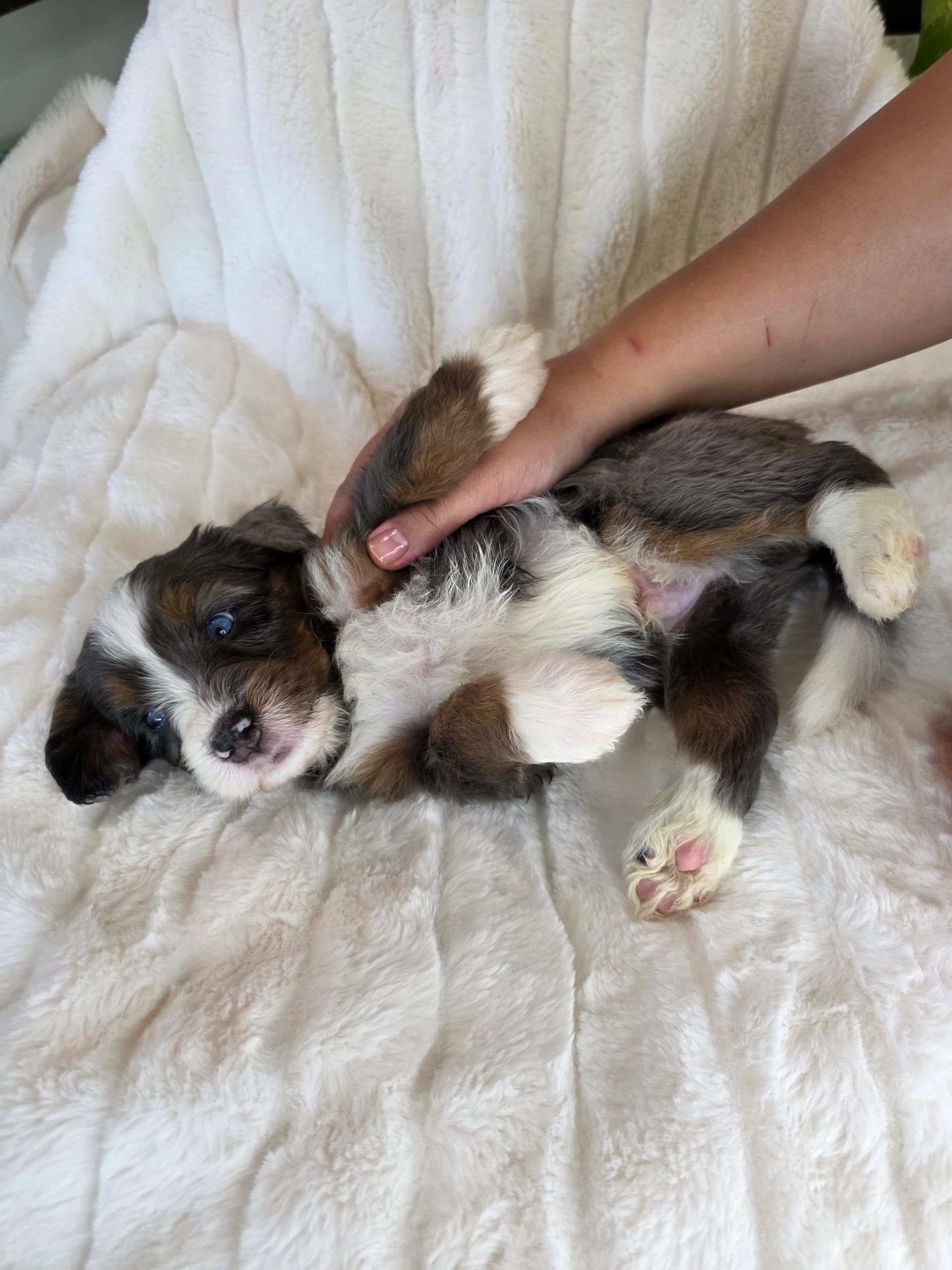 A small puppy lying on a white blanket, holding a person's hand.