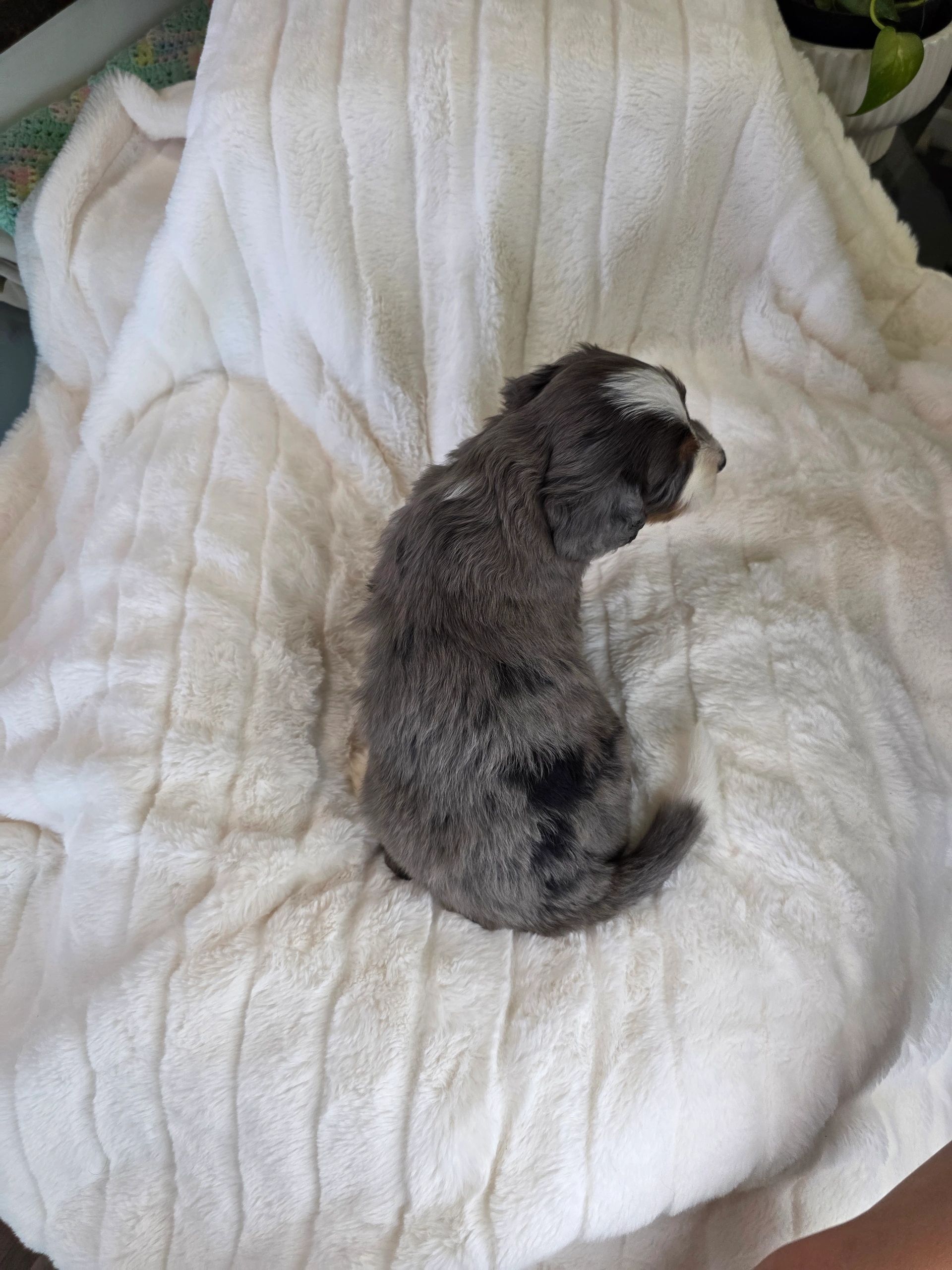 A small dog with gray and white fur sitting on a fluffy white blanket.
