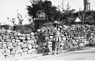 VBPC1529  Toting sugar cane on Bennett's Hill, Nassau, c.1920's.