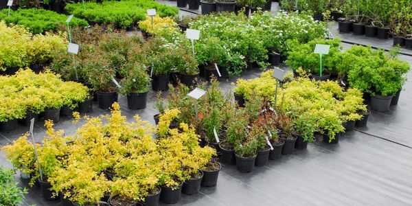 Rows of potted plants with various green and yellow foliage in a nursery.