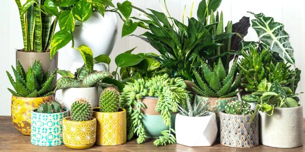 A vibrant collection of various potted succulents and leafy plants on a wooden surface.