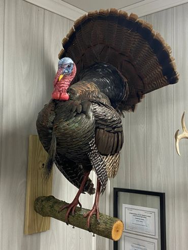 A mounted wild turkey displayed on a wooden perch indoors.