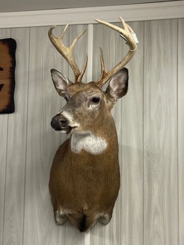 Mounted deer head with antlers on a wood-paneled wall.