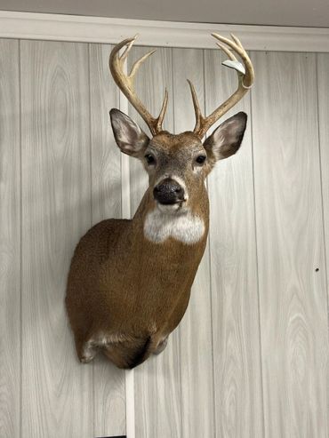 Mounted deer head with antlers on a wood-paneled wall.
