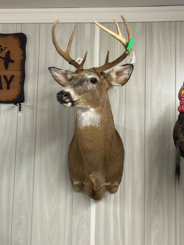 Mounted deer head with antlers on a wooden paneled wall.